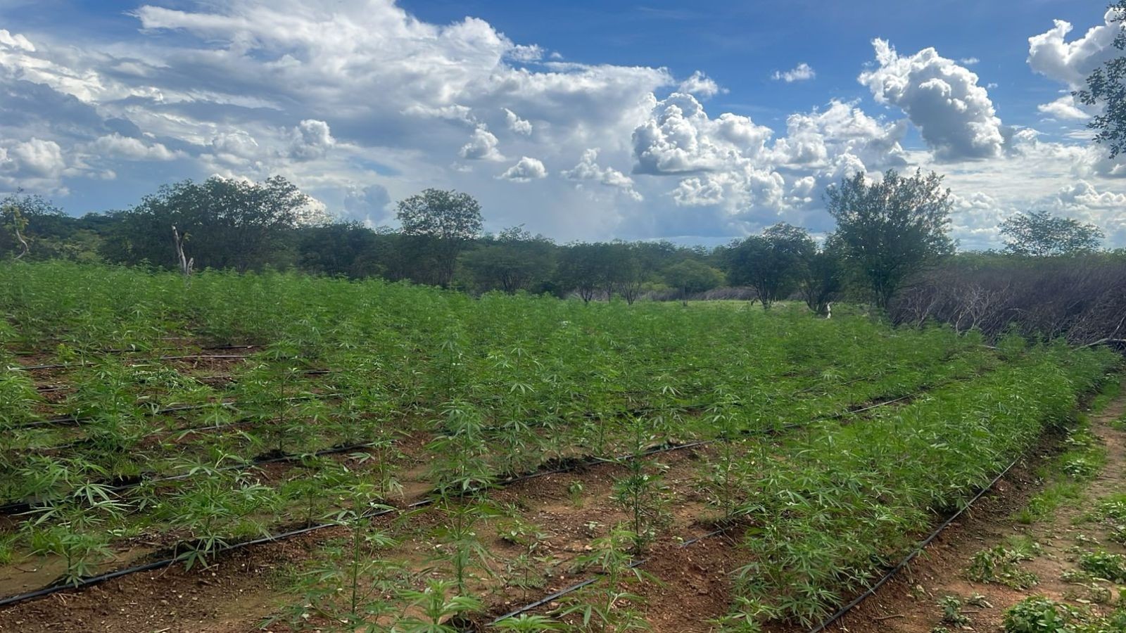 foto Not&iacute;cia Parnaíba